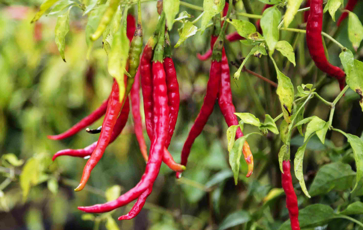 Chile de arbol is